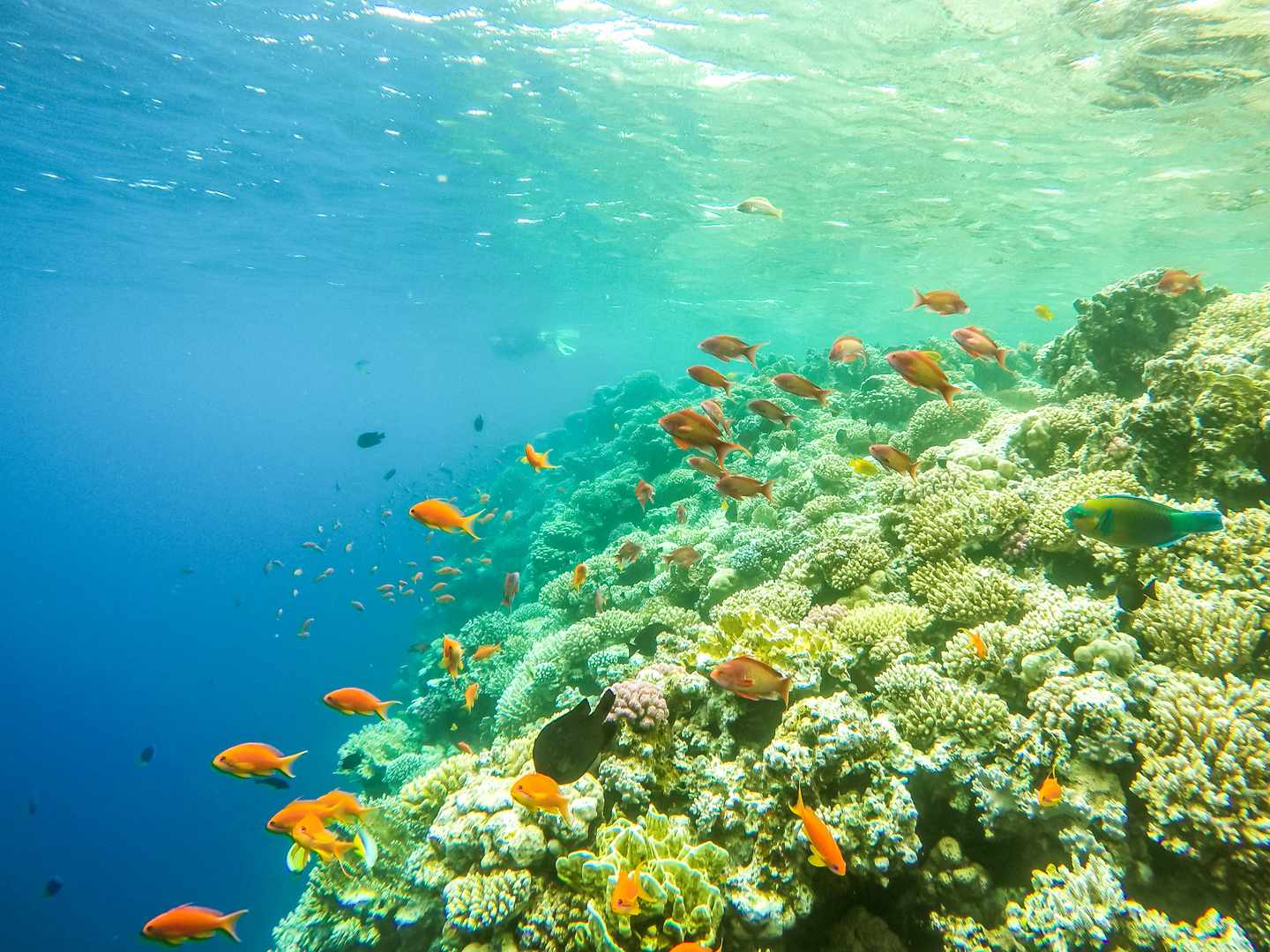 aegypten-sharm-el-sheikh-schnorcheln-mit-fischen-g-945391804.jpg