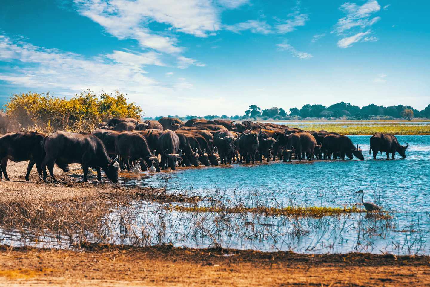 botswana-chobe-nationalpark-bueffel-g-998223936.jpg