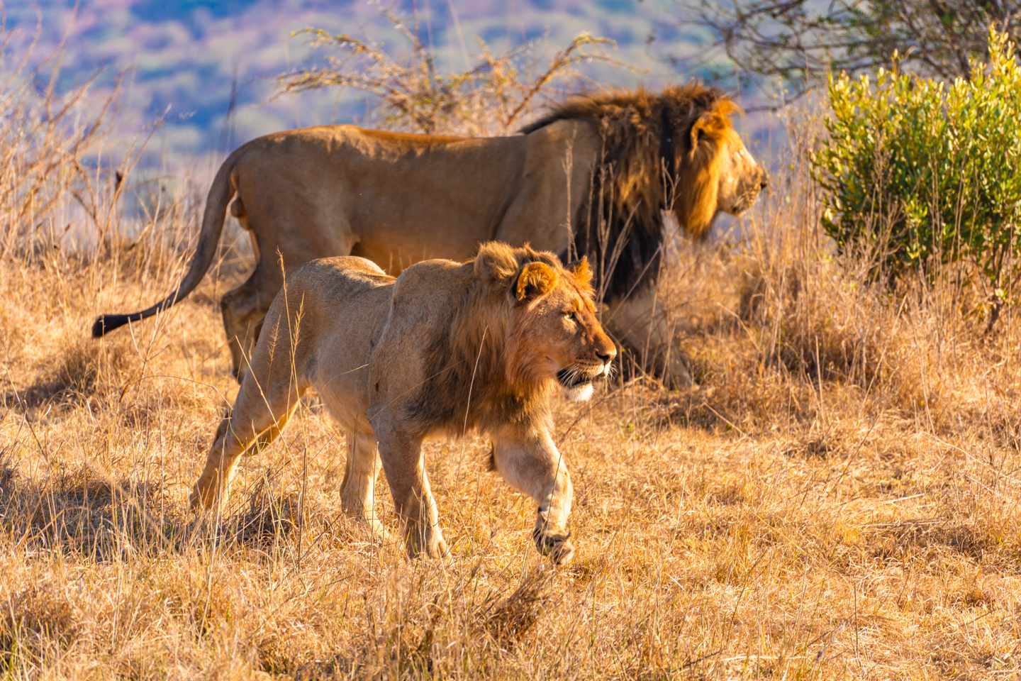suedafrika-loewe-nambiti-hills-reserve-g-1766435535.jpg