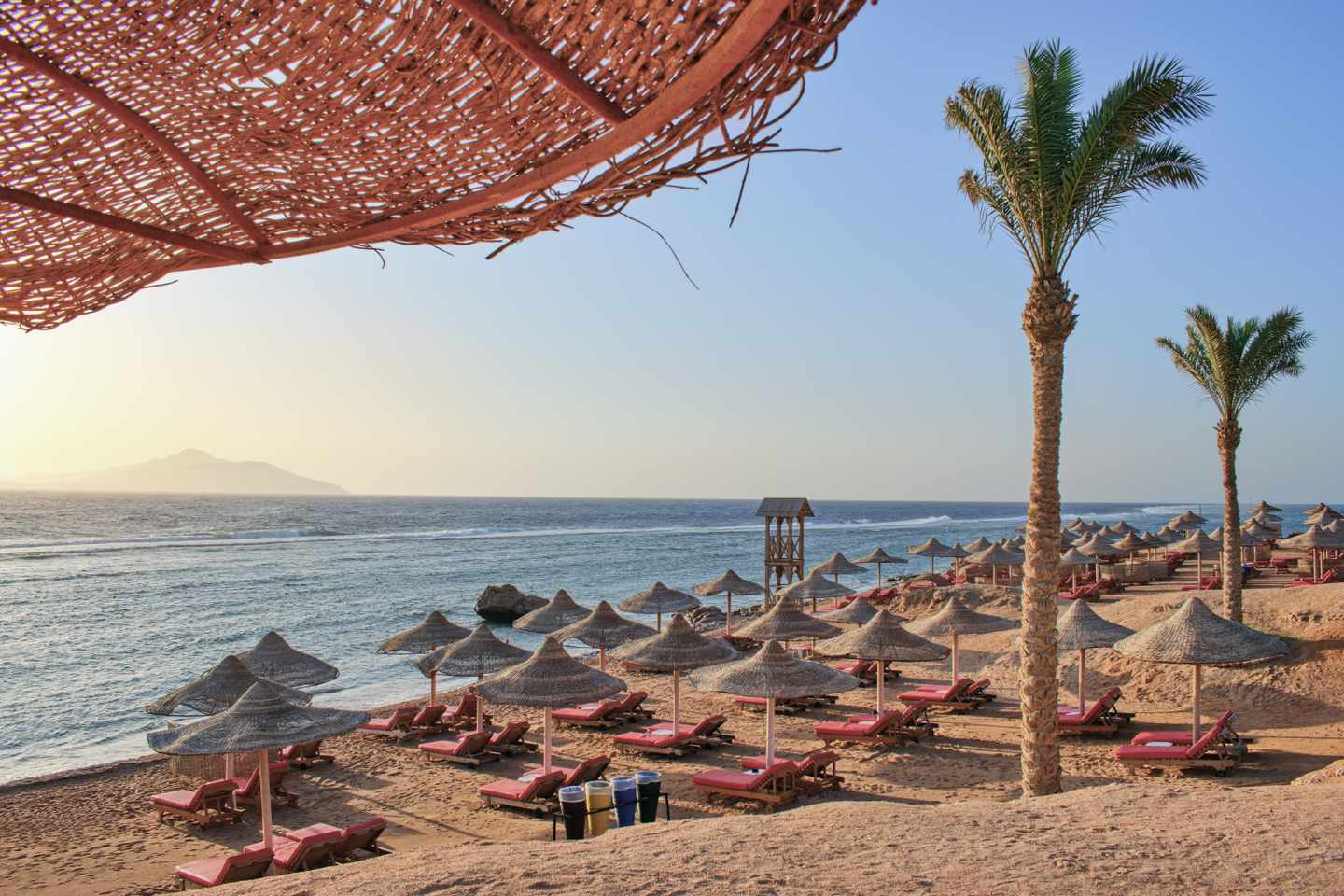 Palmen am Strand von Marsa Alam