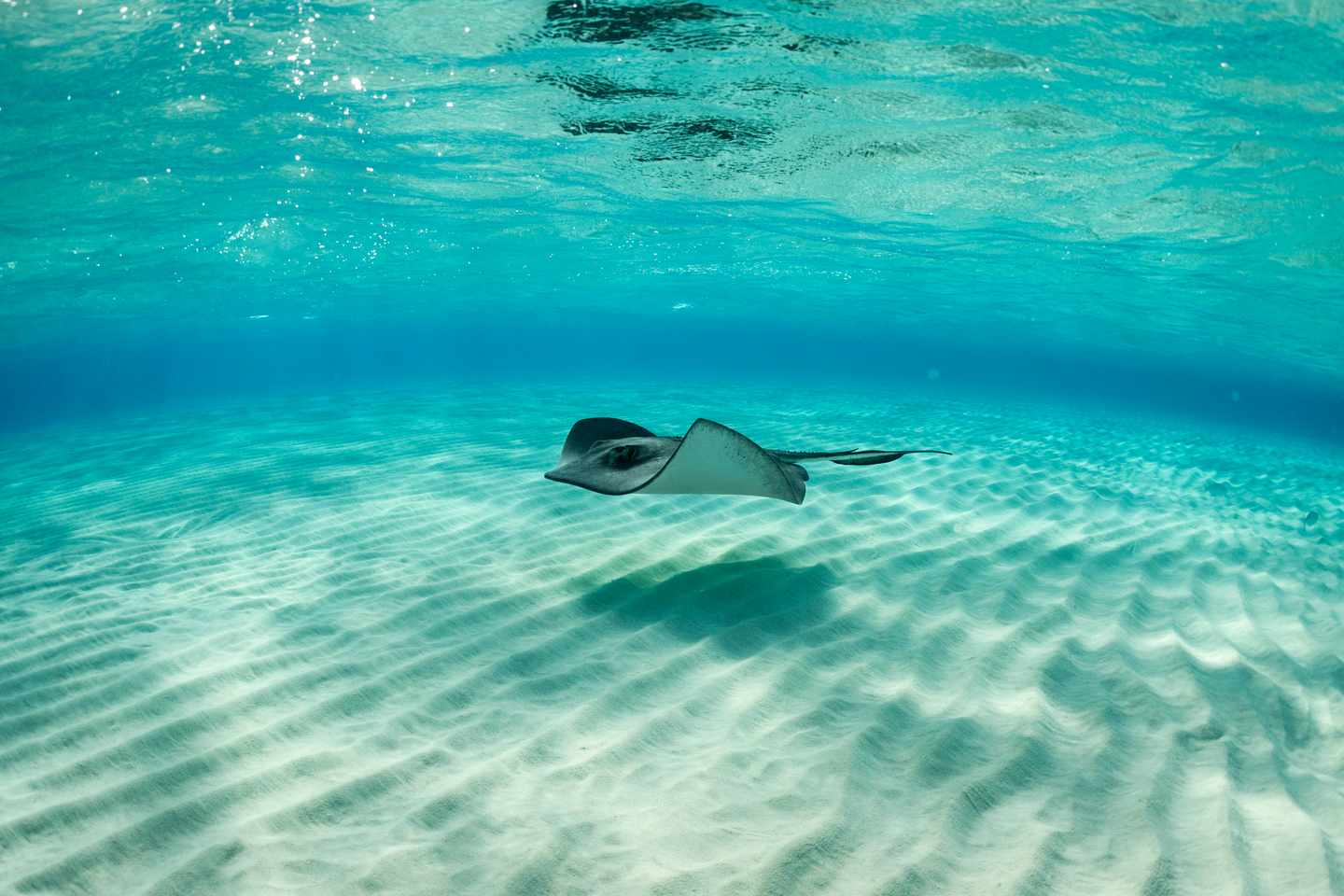 tauchen-manta-rochen-blaues-wasser-g-1055901466.jpg