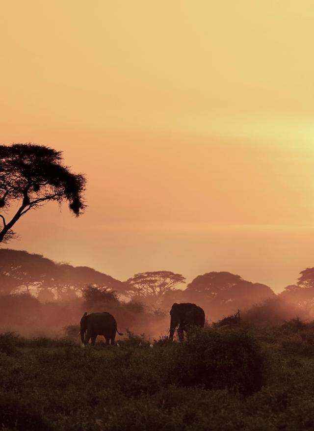 Kenia Safari Elefanten und Klimandscharo