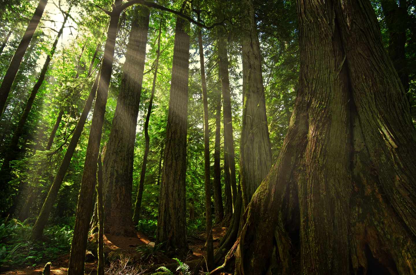 kanada-british-columbia-vancouver-island-cathedral-grove-g-937048238.jpg