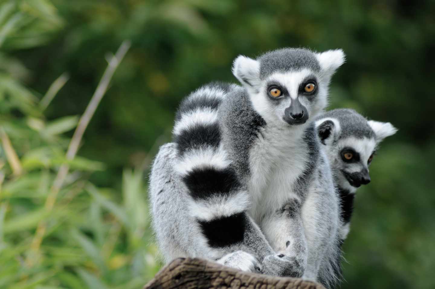 blt823b74320f20db6a-Ostafrika-Madagaskar-zwei-Katta-g-95791559.jpg Kattas in Madagaskar