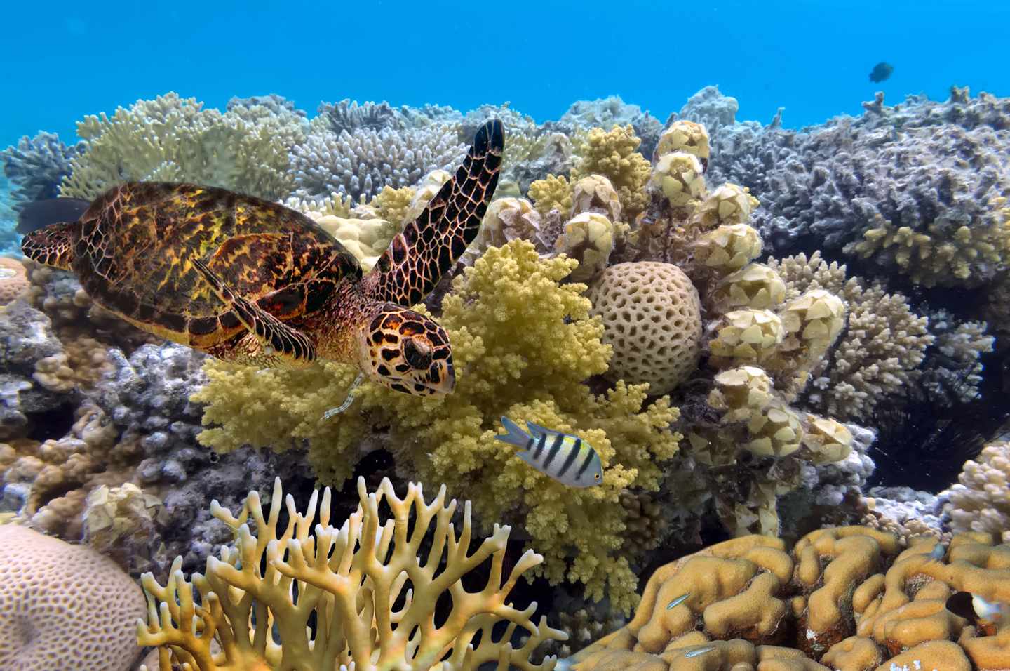 australien-great-barrier-riff-schildkroete-t-585782646.jpg
