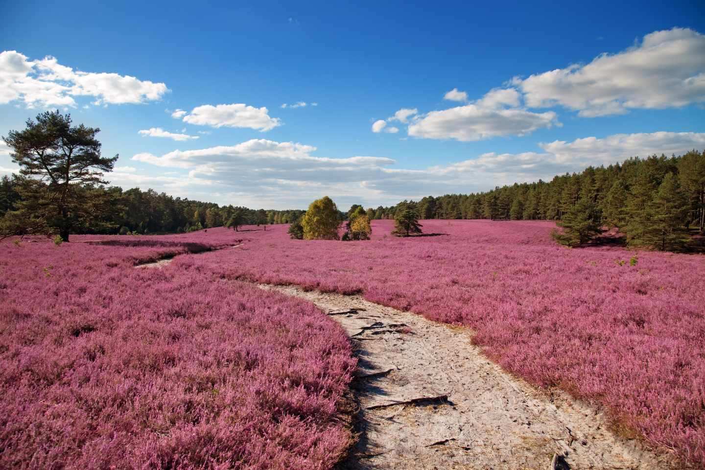 lüneburger-heide-blühende-heide-klein-g-684830318.jpg