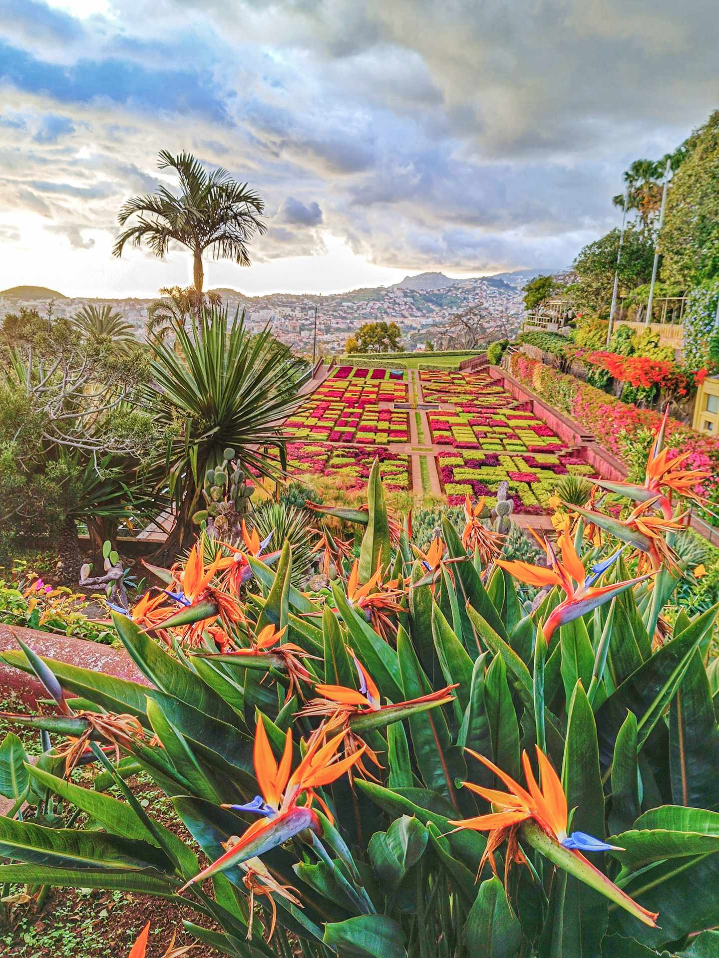 GettyImages-2156805633.jpg Tropischer Garten in Funchal auf Madeira mit Strelitzien, kunstvoll angelegten Blumenbeeten und Blick über die Stadt