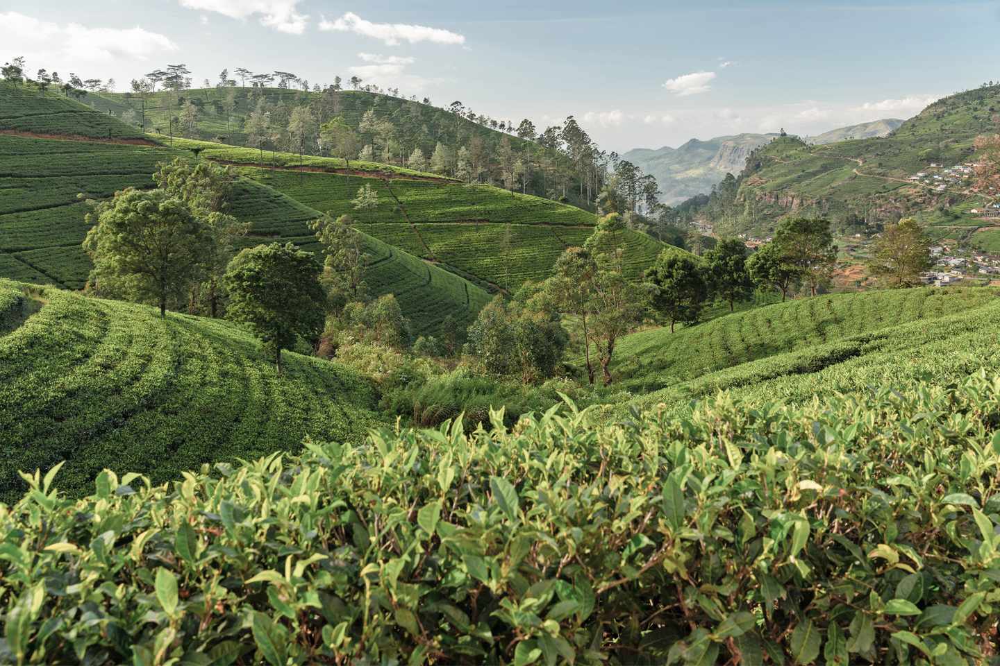 Sri-Lanka-Nuwara-Eliya-Grünteeplantage-g-1466797039.jpg