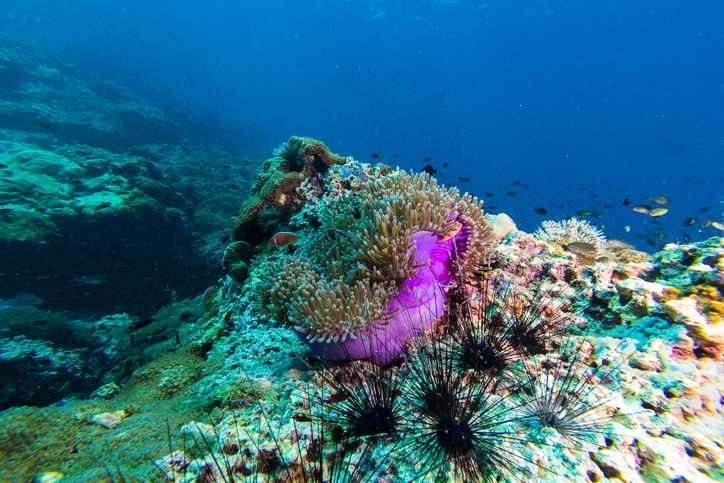 kroatien-tauchurlaub-seeanemone-g-696287774.jpg