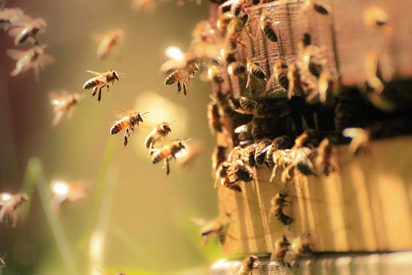 bienenstock-g-956337168.jpg