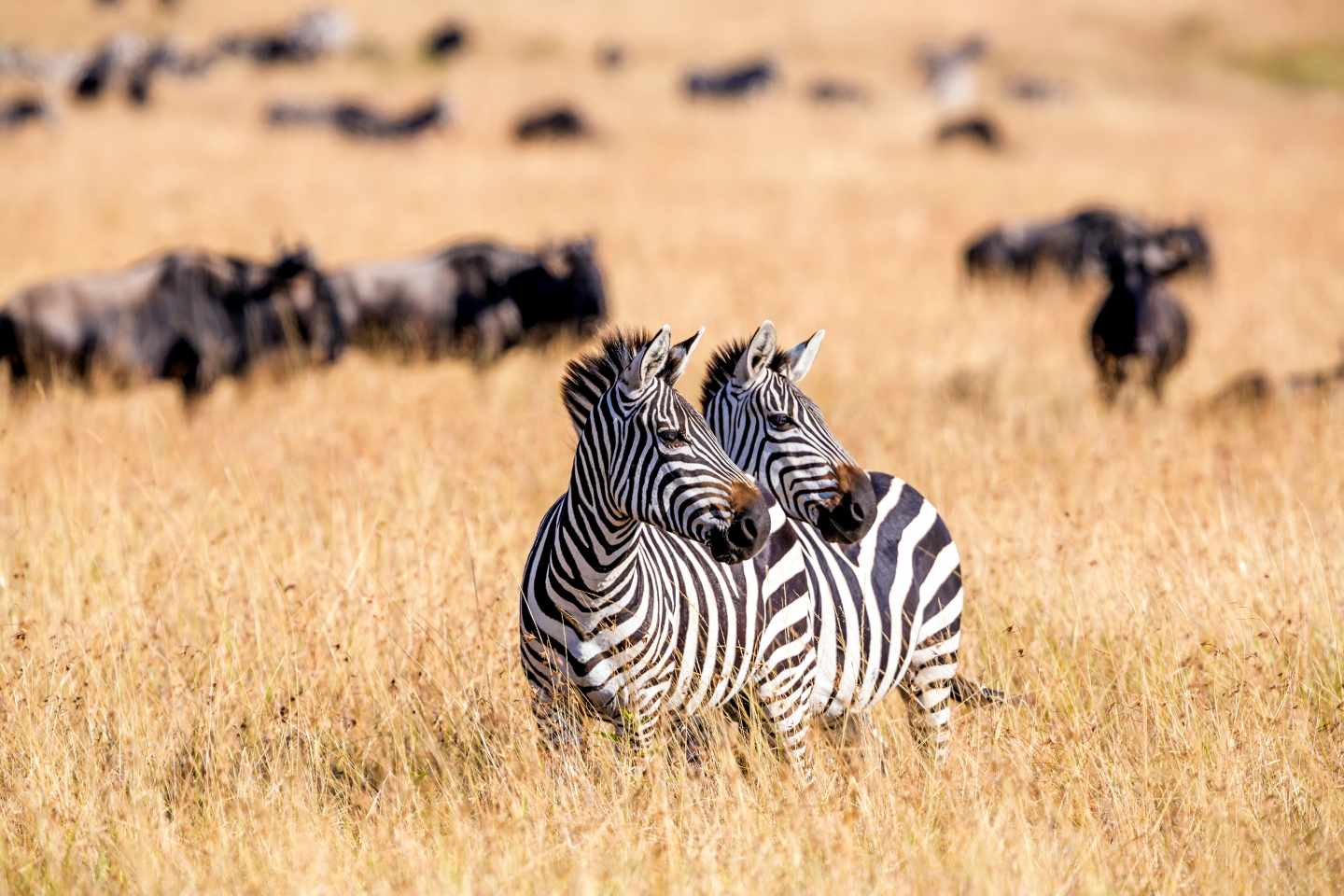 afrika-masai-mara-zebras-g-599259458.jpg