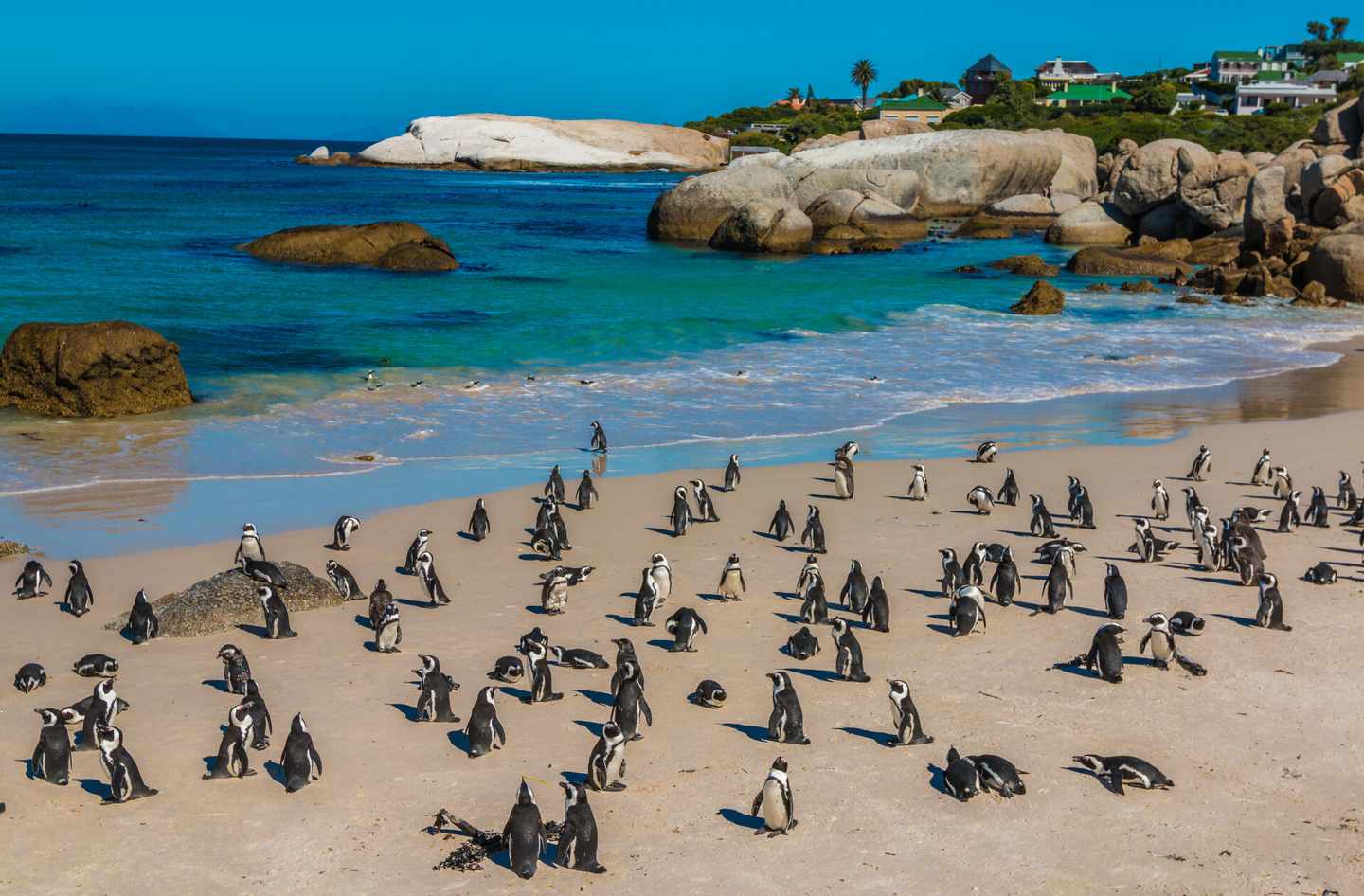 südafrika-kapstadt-boulders-beach-klein-g-636568138.jpg