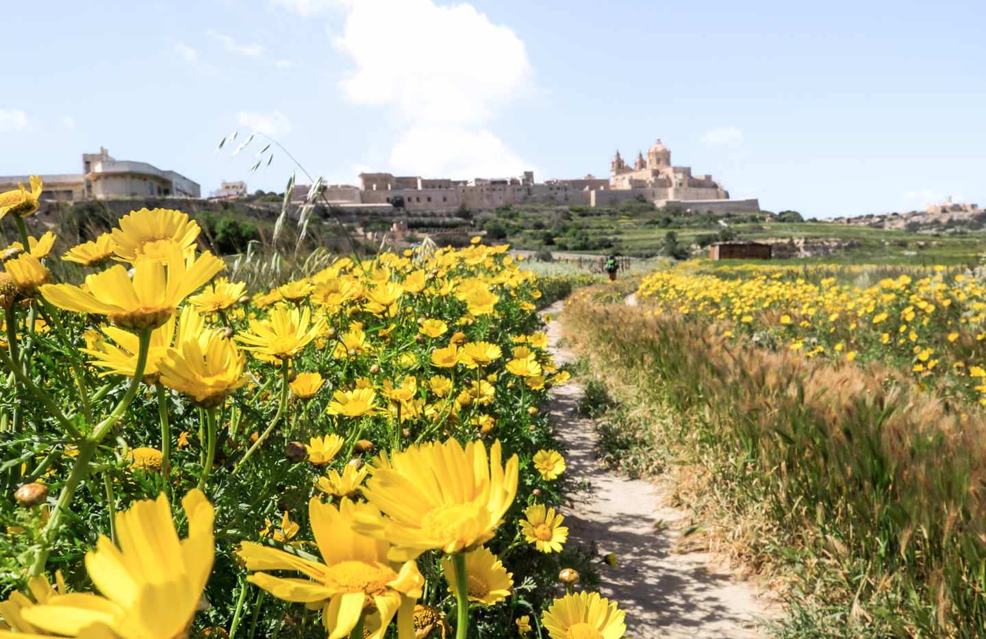 Malta-Frühlingsblumen-vor-Mdina-Altstadt-g-1086625980.jpg