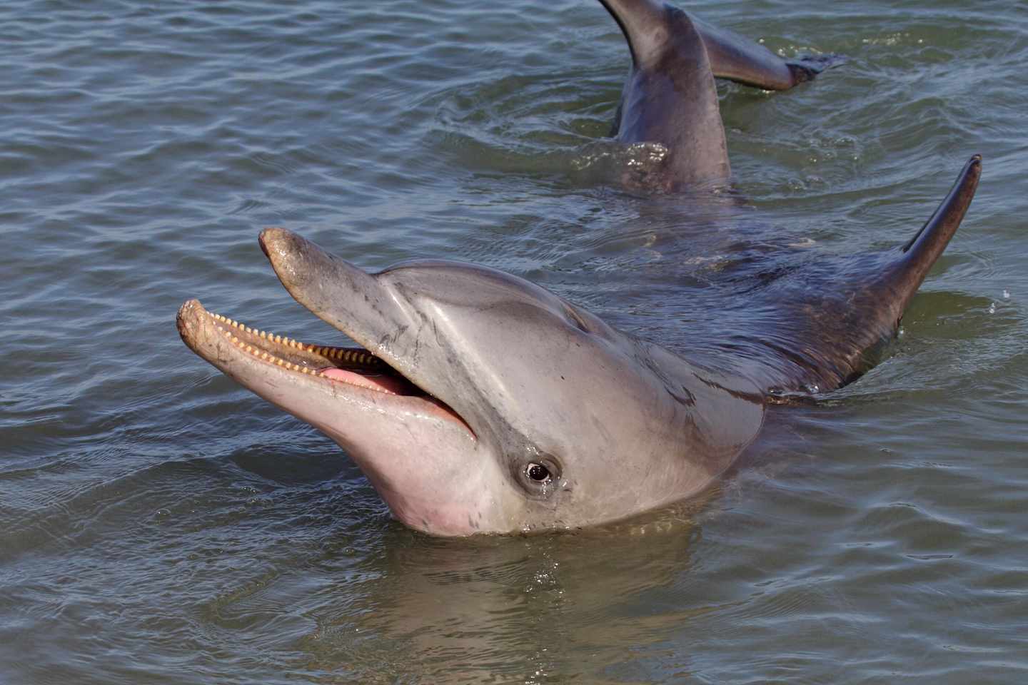 australien-western-australia-shark-bay-delfine-t-155320633.jpg
