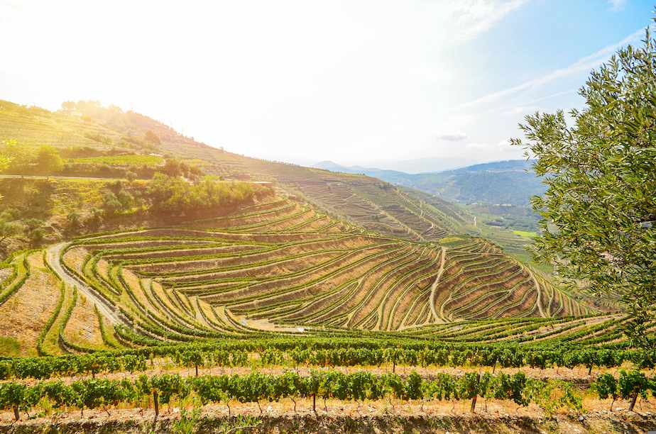 0_portugal_wein_portwein_duoro_dertour_g-1188283483.jpg