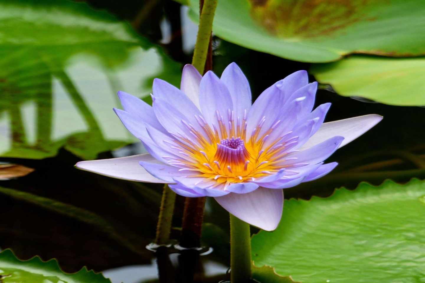 blt6ad057aea08e3f6f-mauritius-pamplemousse-botanischer-garten-g-1509298326.jpg Lila Blume in Pamplemousse