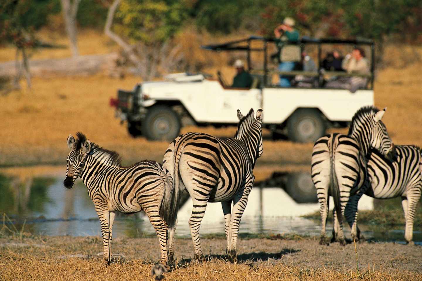 botswana-tierwelt-zebra-p-MZ02867.jpg