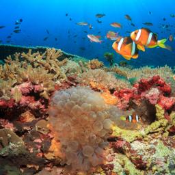 ägypten-rotes-meer-makadi-bay-unterwasserwelt-klein-g-1262827921.jpg