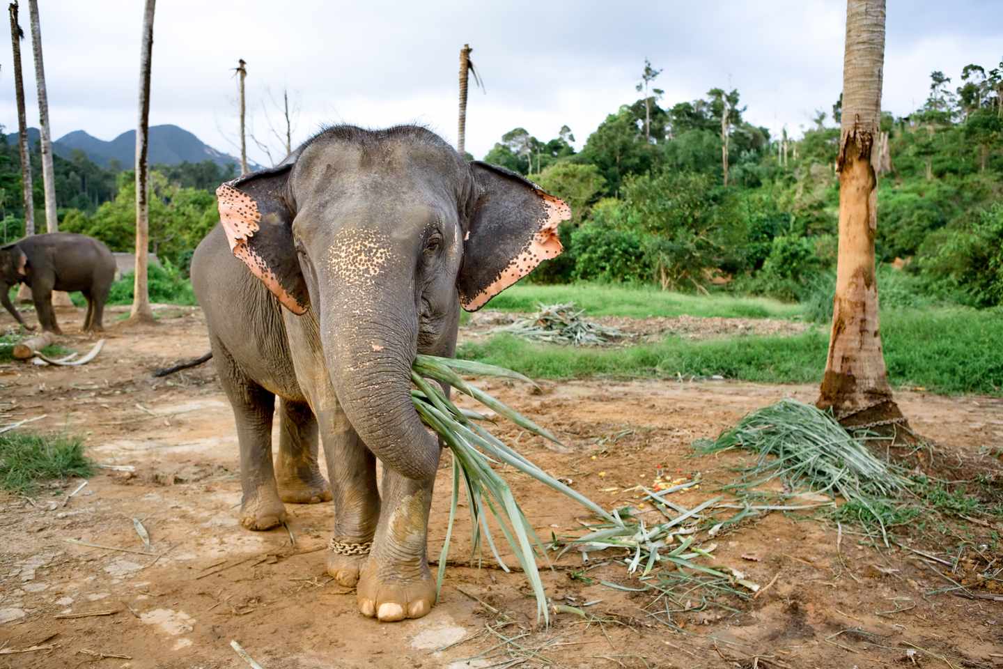Thailand-Koh-Chang-Elefant-g-90371001.jpg