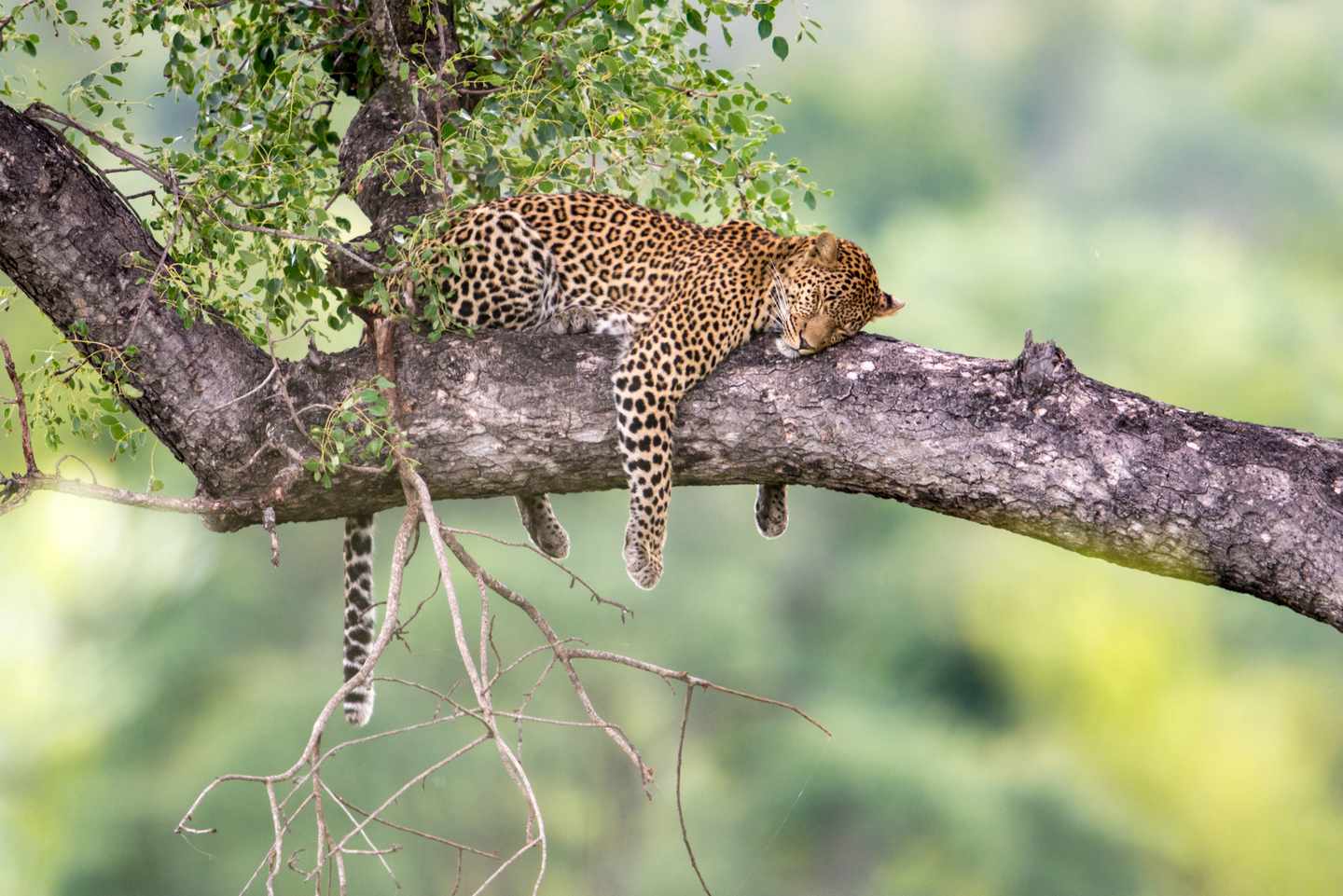 botswana-leopard-g-686646364.jpg