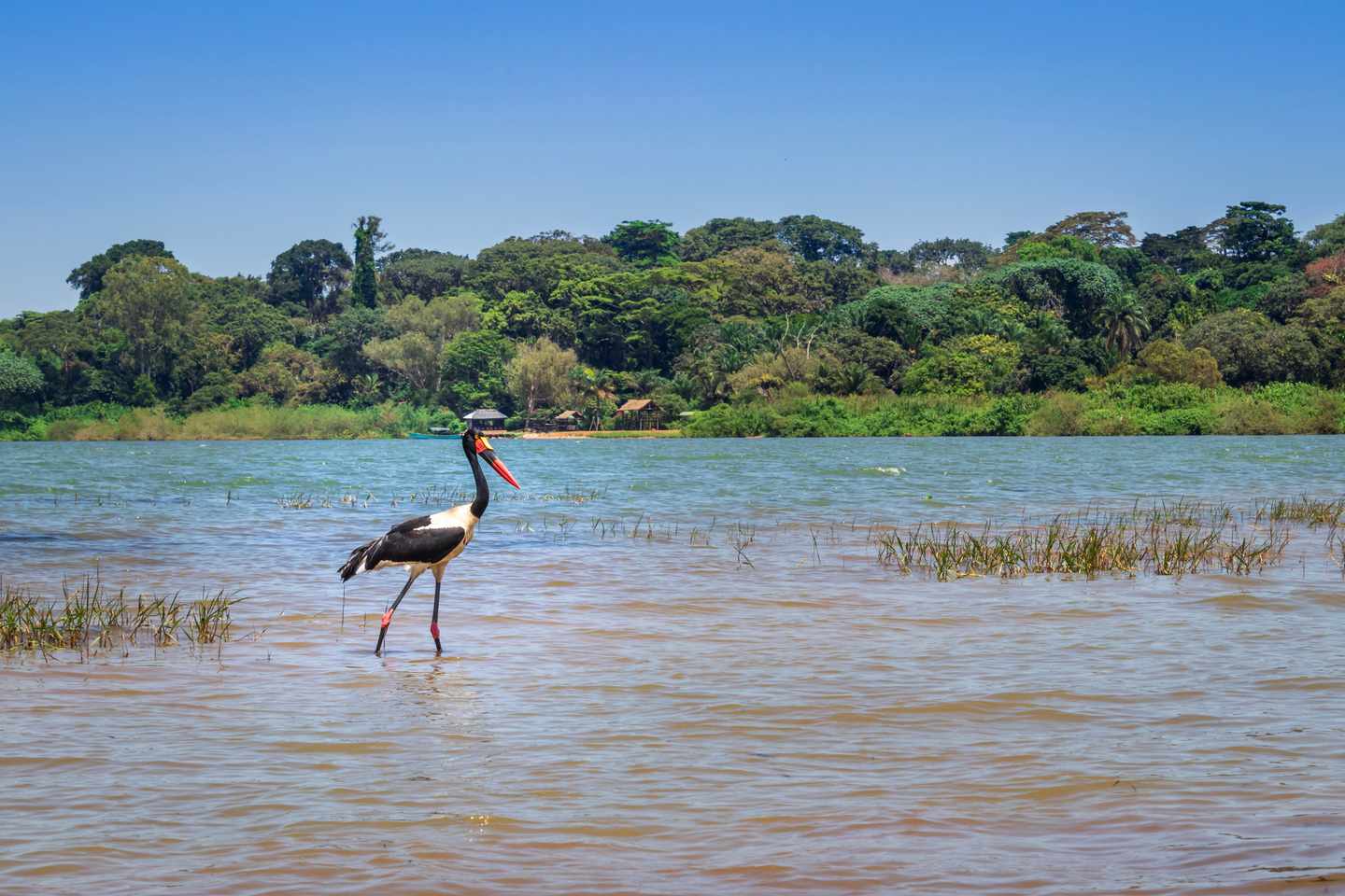tansania-sattelschnabelstorch-g-1194874696.jpg