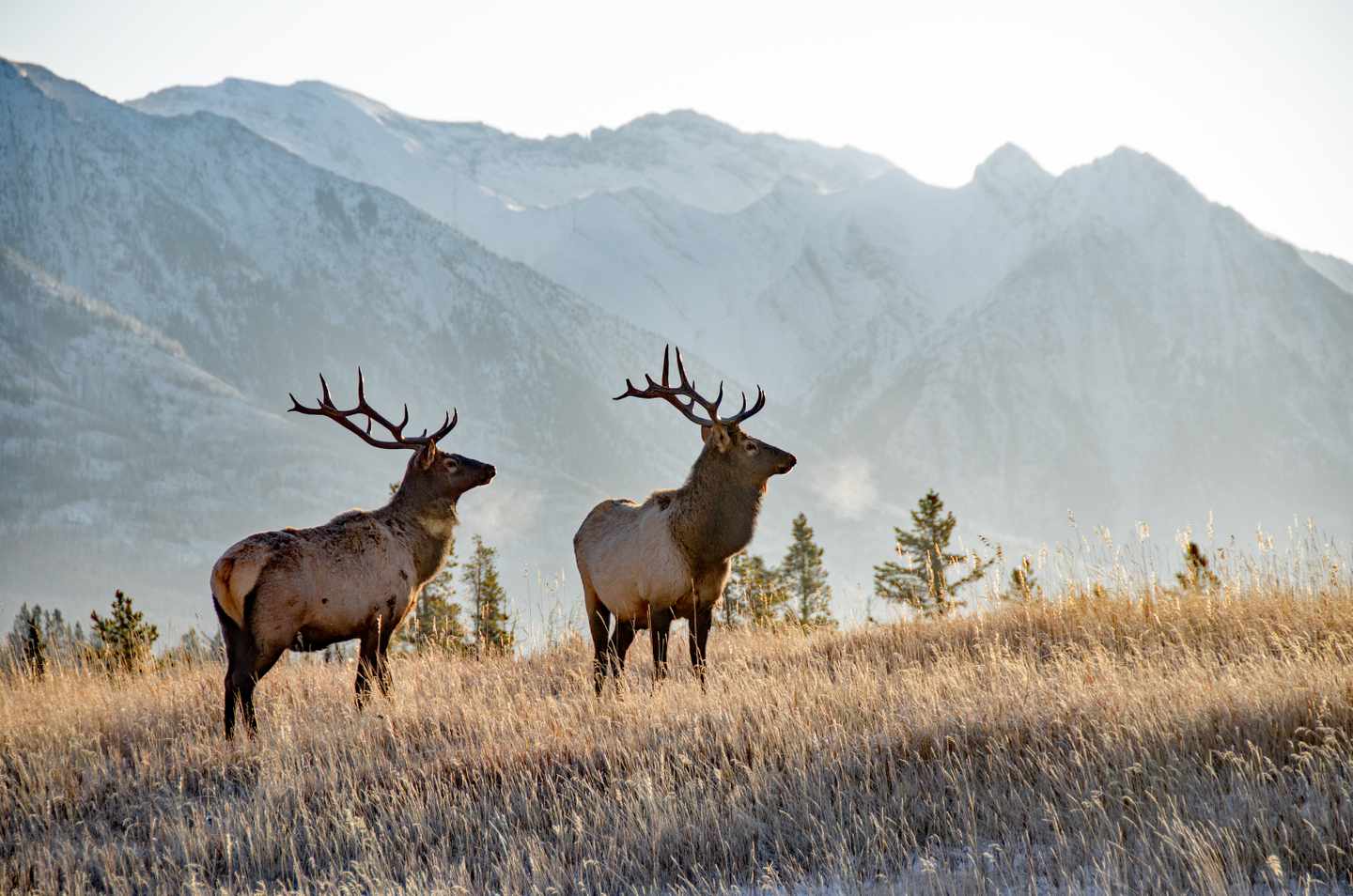 blt9b5ea33f89f65e63-kanada-alberta-banff-nationalpark-zwei-stierelche-vor-bergkulisse-g-923884086.jpg Kanada Urlaub: zwei Stierelche im Banff-Nationalpark