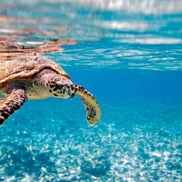 schildkroete-im-wasser-p-MC50119.jpg