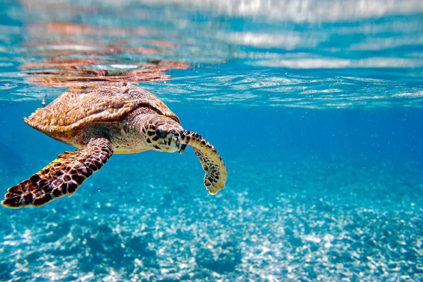 schildkroete-im-wasser-p-MC50119.jpg