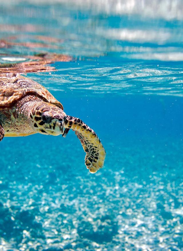 Tauchen auf den Seychellen schildkroete-im-wasser-p-MC50119.jpg