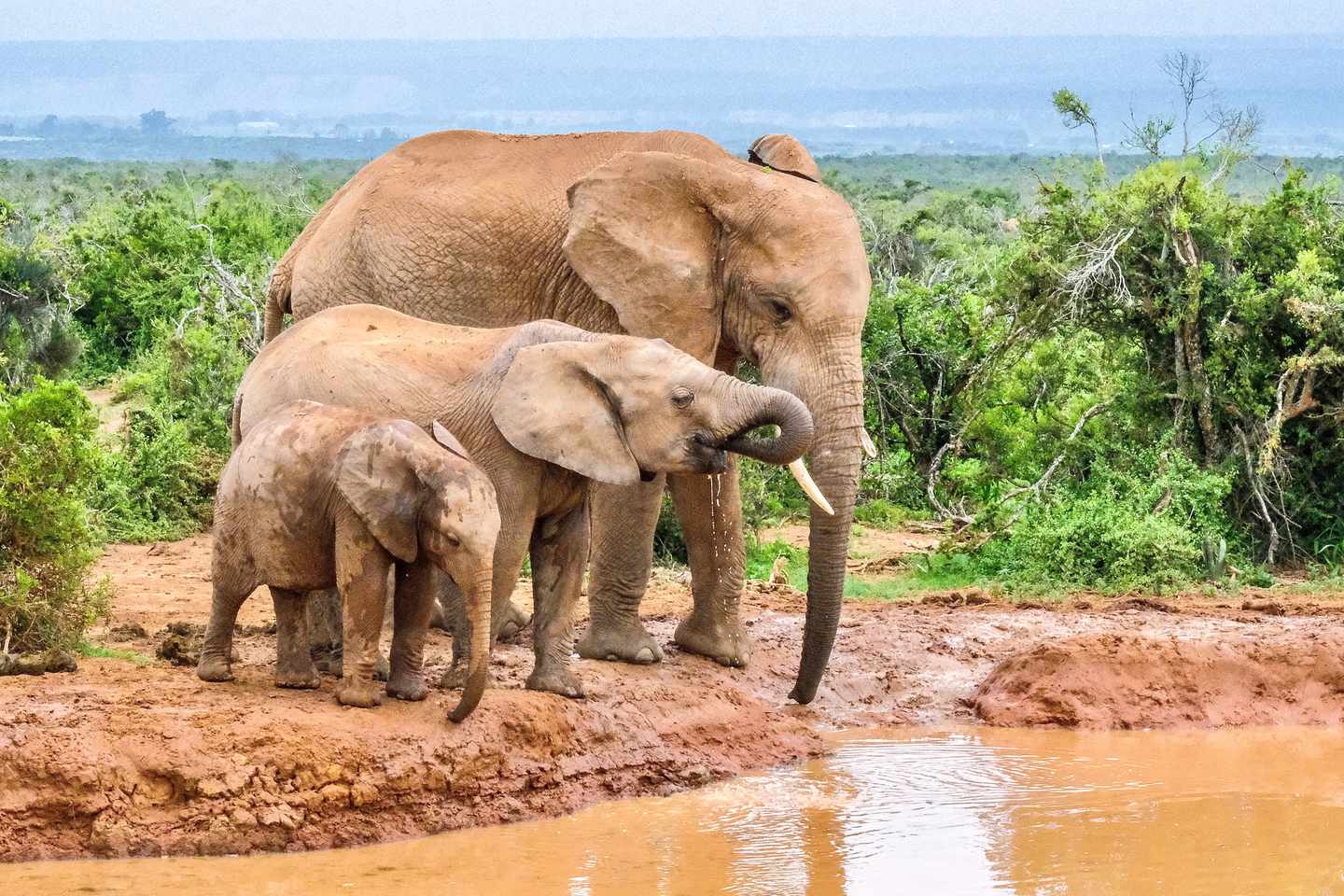 Elefantenkuh mit zwei Jungtieren an einer Wasserstelle im Addo Elephant National Park in Südafrika