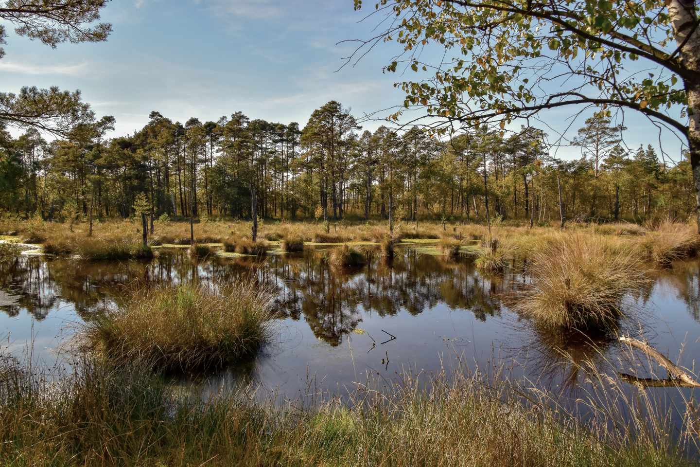 deutschland-niedersachsen-lueneburger-heide-pietzmoor-g-1053823596.jpg