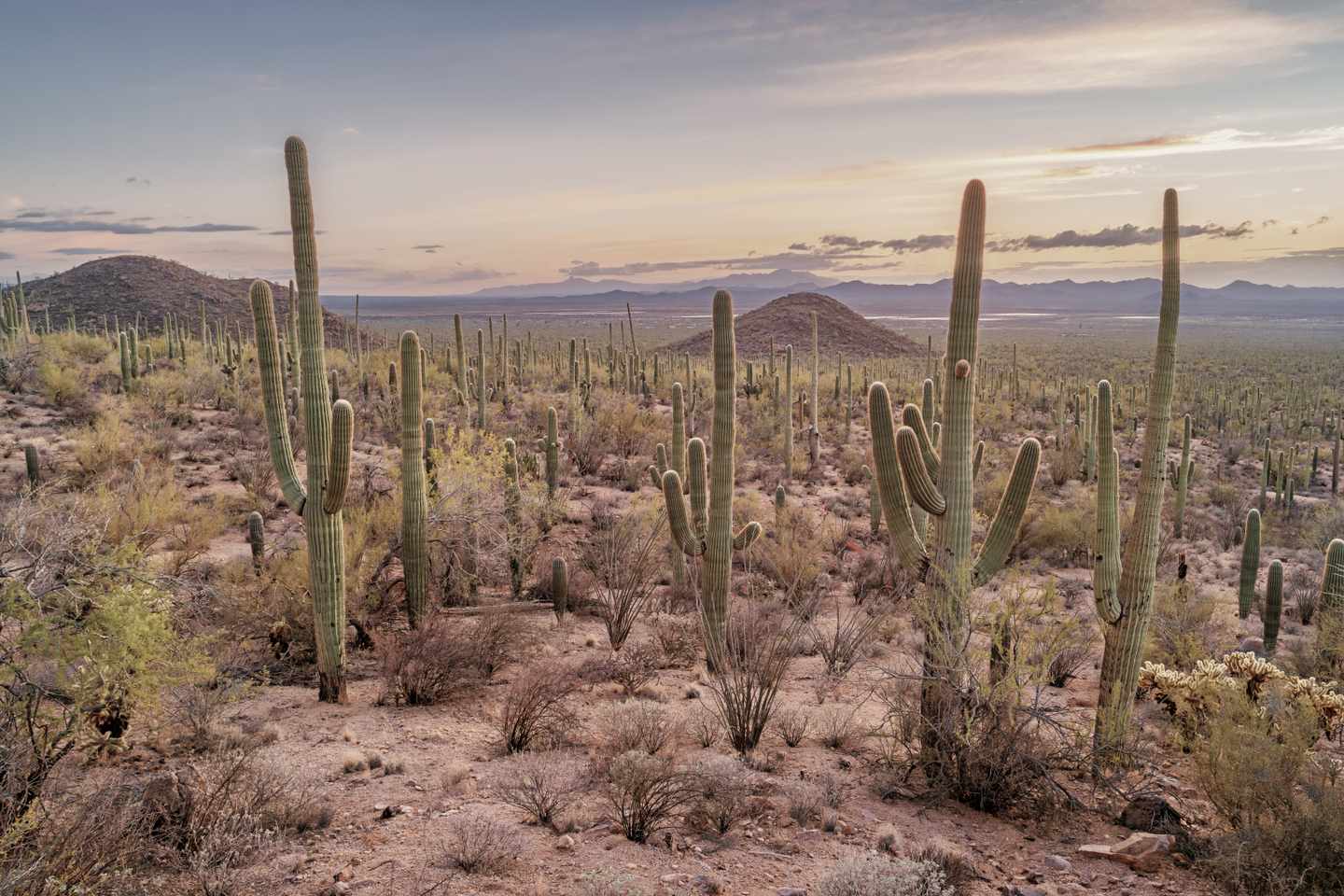 usa-arizona-saguaro-nationalpark-kakteenwald-g-946243008.jpg