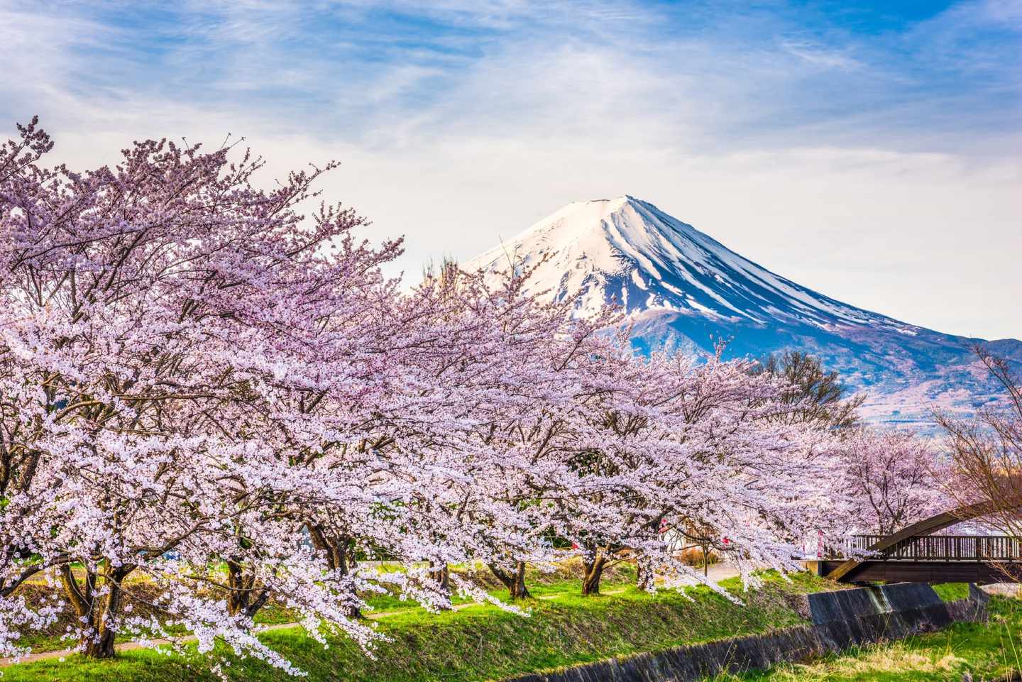 japan-berg-fuji-kirschbluete-t-903349496.jpg