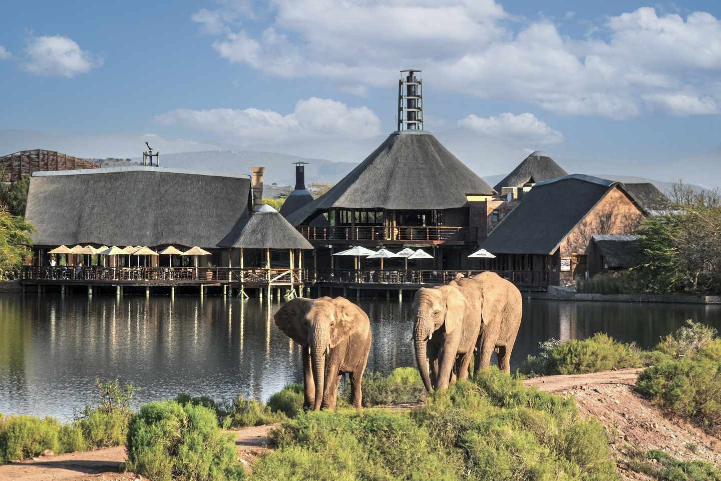afrika-suedafrika-safari-buffelsdrift-game-lodge-DER1439089.jpg