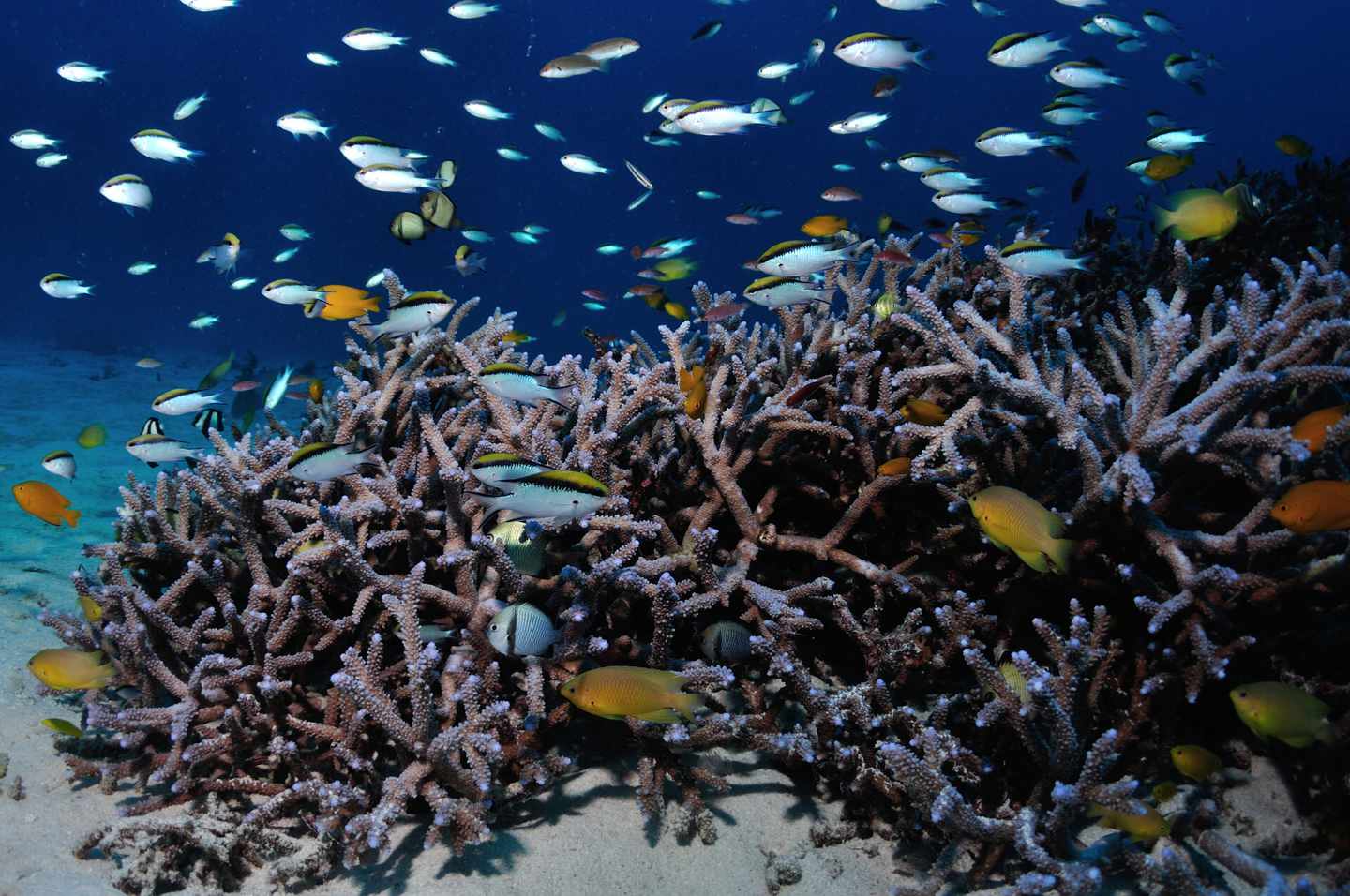 australien-great-barrier-reef-klein-g-1078308888.jpg