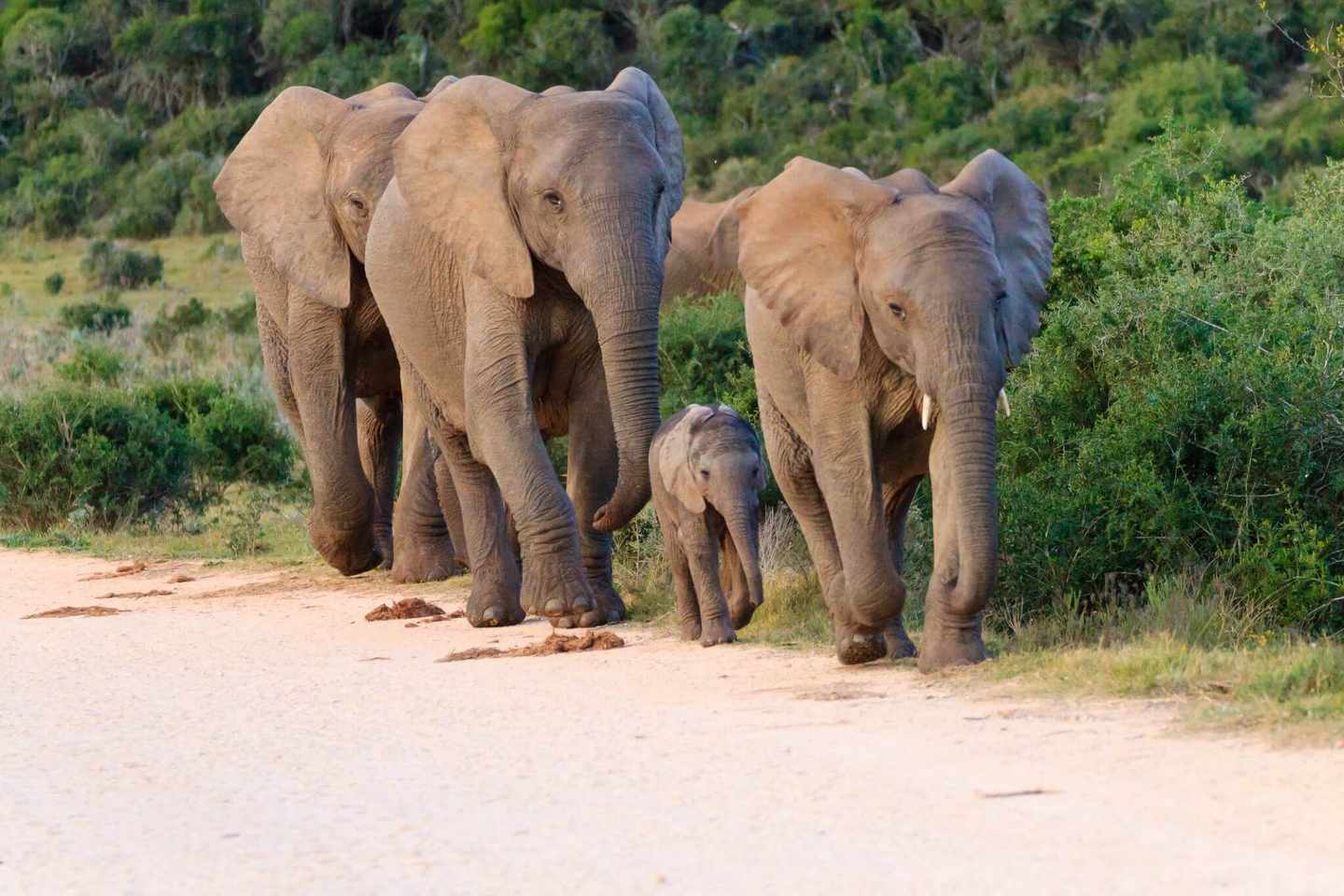 suedafrika-addo-national-park-elefanten-g-635781708.jpg