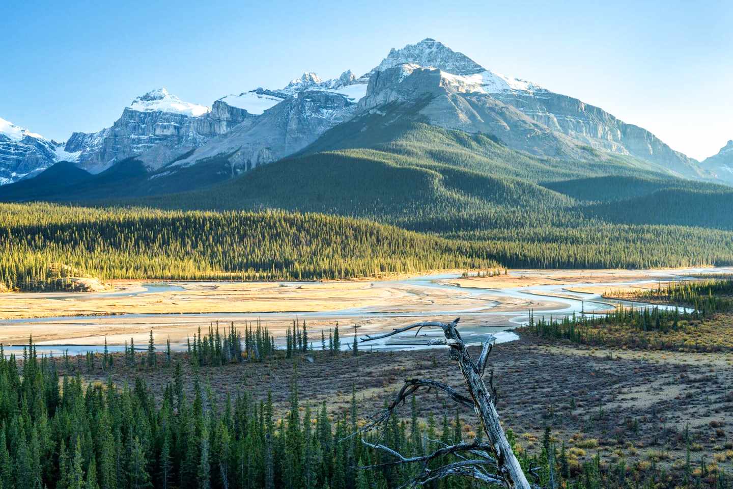Verzweigte Flussläufe am Saskatchewan River Crossing vor bewaldeten Hängen und den Rocky Mountains im Banff National Park
