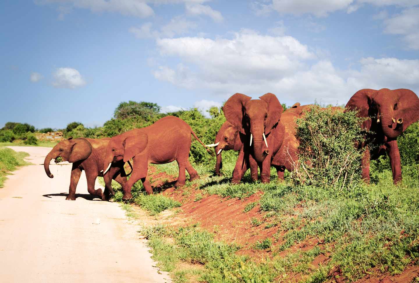 Rote Elefantenherde im Tsavo-Nationalpark in Kenia, deren Haut vom eisenhaltigen roten Staub der Savanne gefärbt ist