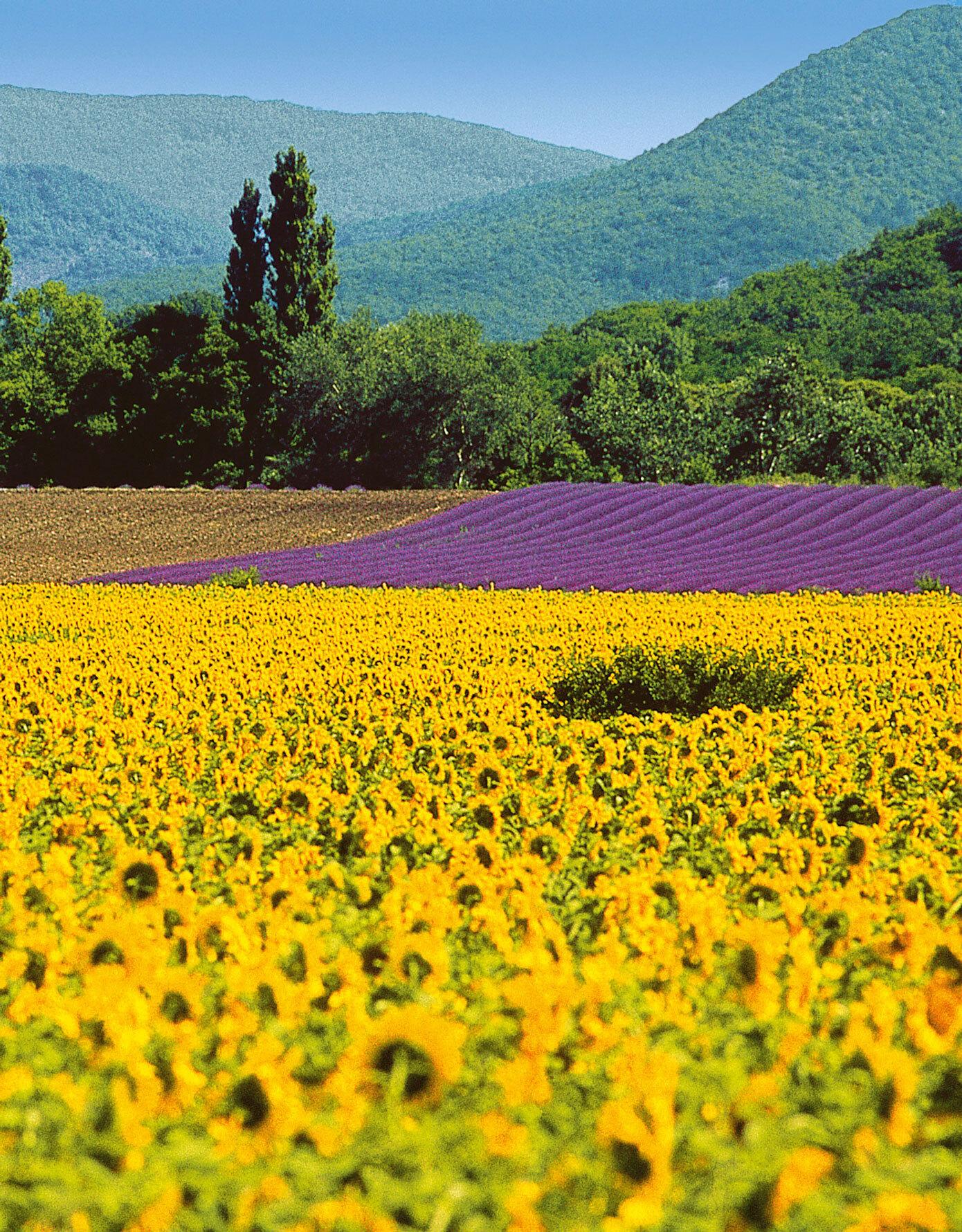 frankreich-provence-lavendelfeld-p-W00705.jpg