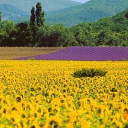 Provence Hotel