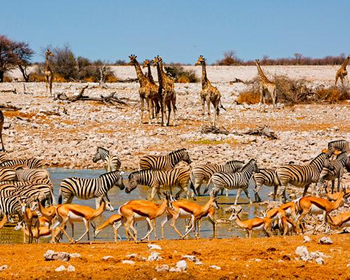 Namibia: Von der Kalahari bis Etosha