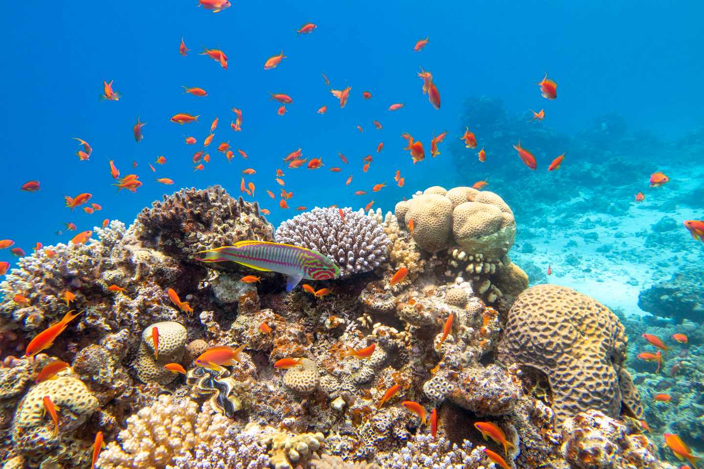 aegypten-unterwasserwelt-mit-korallen-g-1347285004.jpg