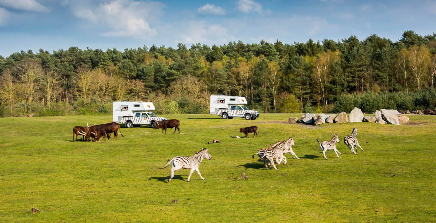 blt6b05c29df1f0c231-deutschland-serengeti-park-hodenhagen-zebras-vor-wohnmobilen_v2.jpg deutschland-serengeti-park-hodenhagen-zebras-vor-wohnmobilen_v2.jpg