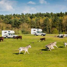 deutschland-serengeti-park-hodenhagen-zebras-vor-wohnmobilen_v2.jpg