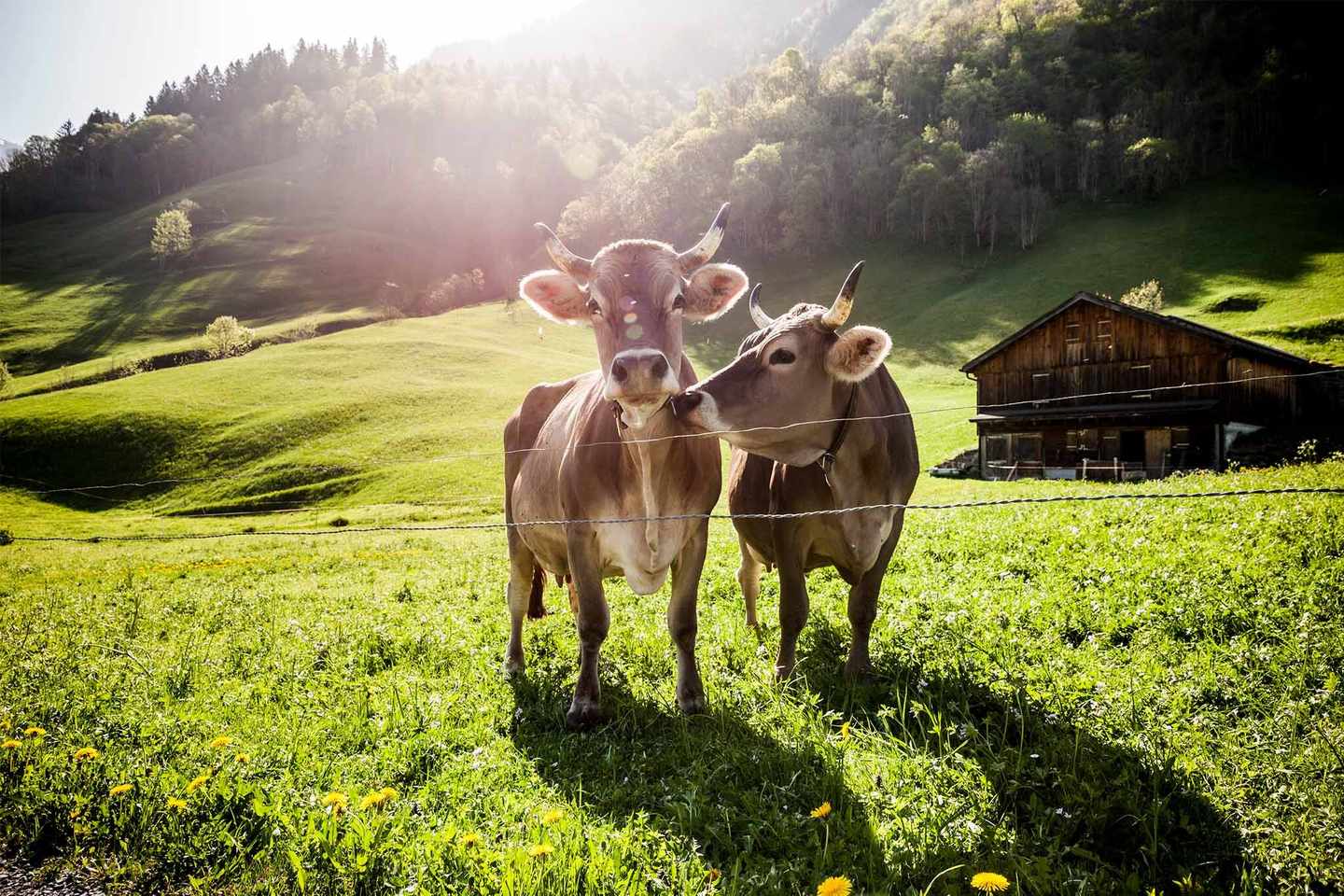 deutschland-bayern-schoenste-seen-alm-kuehe-auf-wiese-g-1124484804.jpg