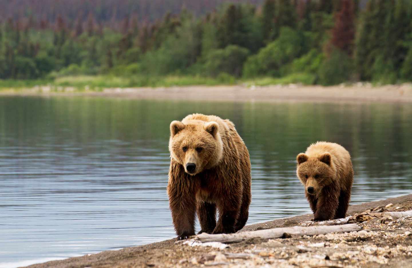 usa-alaska-baeren-t-178408947.jpg