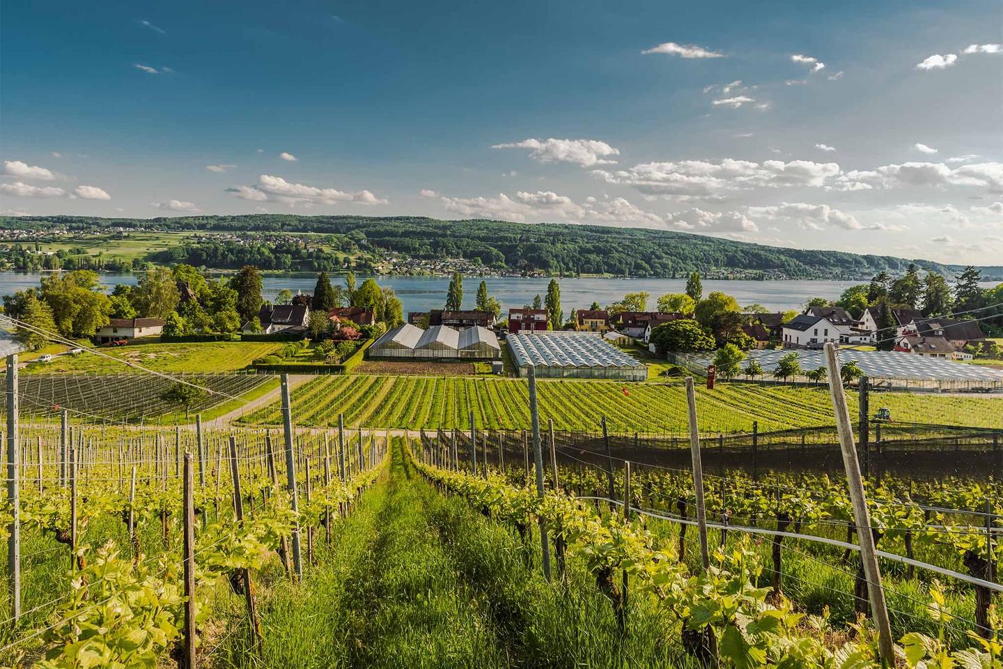 deutschland-bodensee-die-drei-schoensten-inseln-weinberge-und-gewachshaeuser-auf-der-Insel-reichenau-g-1323278138.jpg