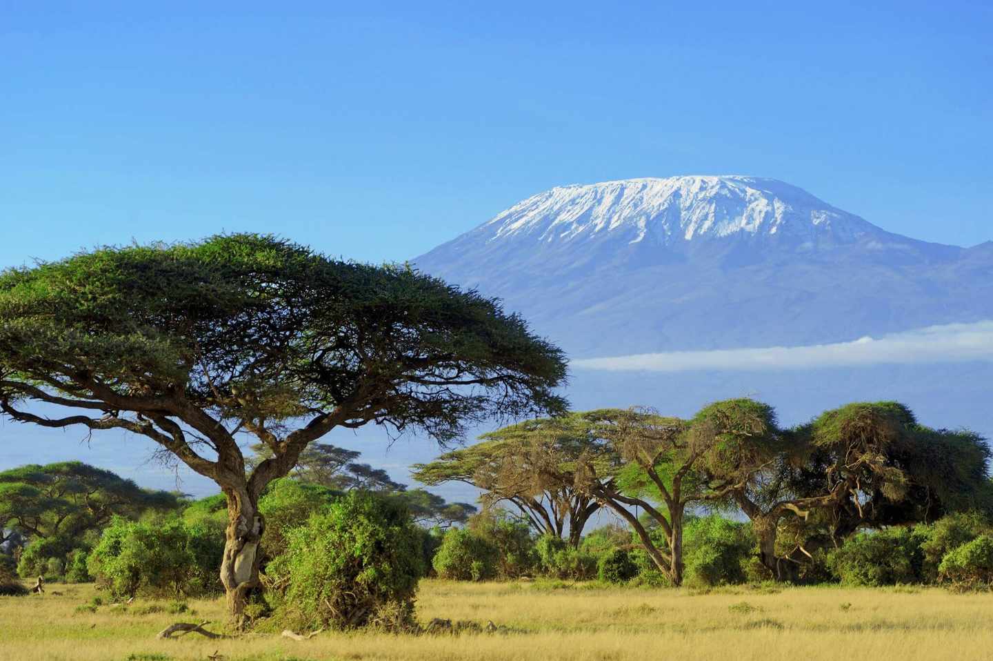 afrika-amboseli-kilimandscharo-g-482713517.jpg