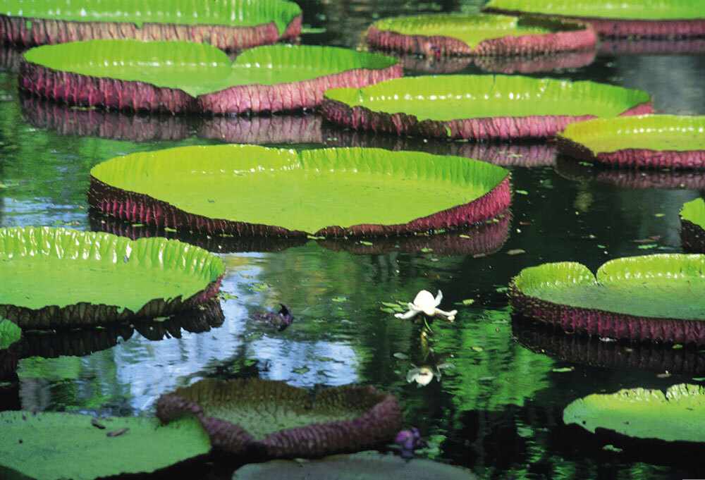 mauritius-botanischer-garten-p-T30249.jpg
