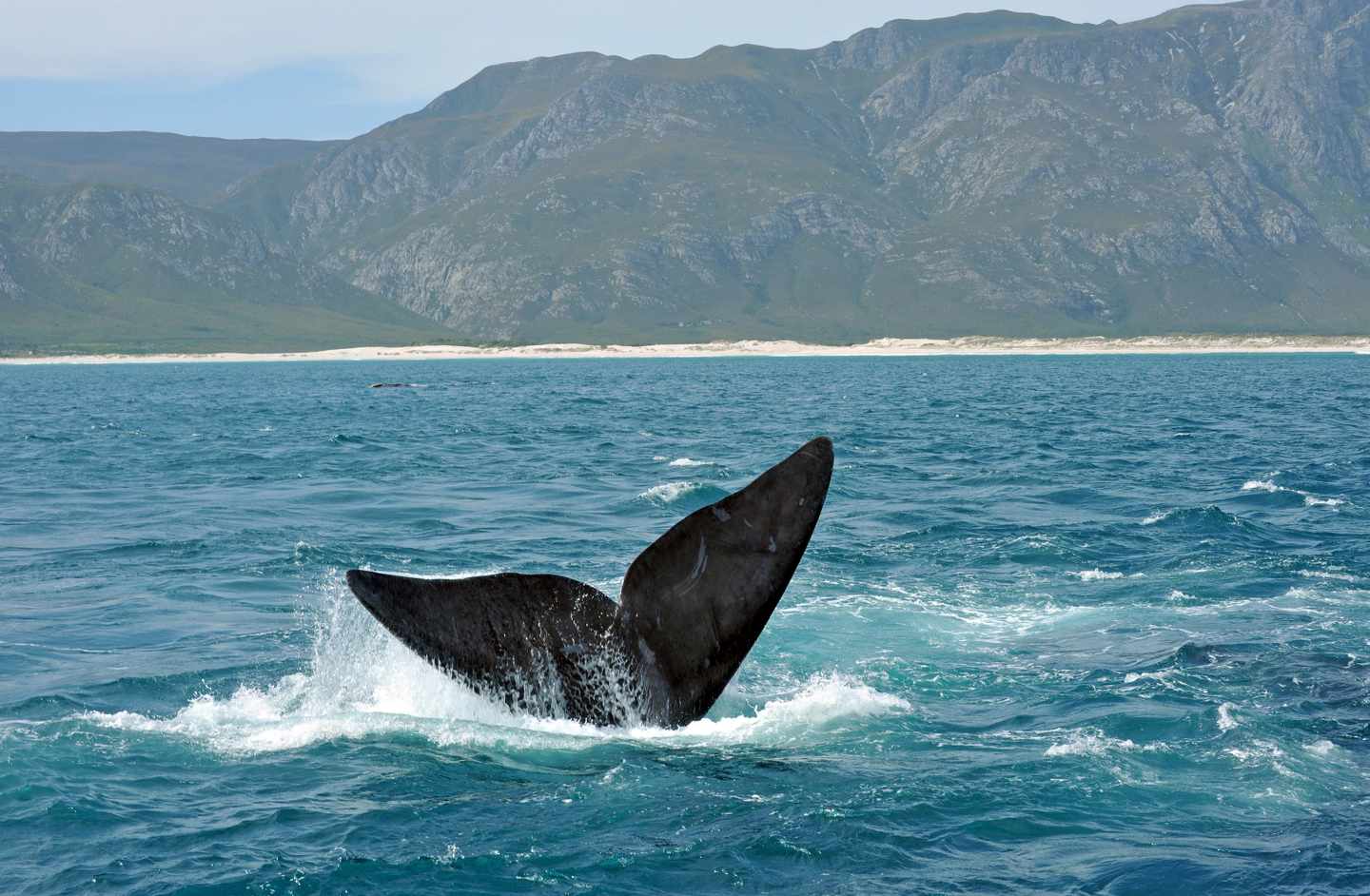 suedafrika-hermanus-garden-route-wal-t-137193276.jpg